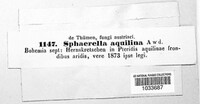 Image of Mycosphaerella aquilina